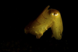 A little Cuttlefish hovering in Dauin. by Steve De Neef 